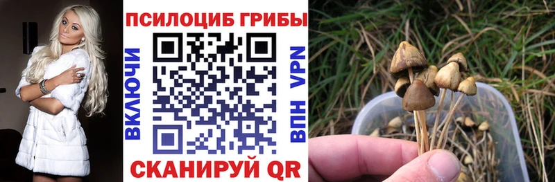 Псилоцибиновые грибы Psilocybe  цены   Брюховецкая 